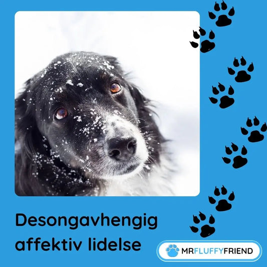 Kan kjæledyr få sesongavhengig affektiv lidelse?