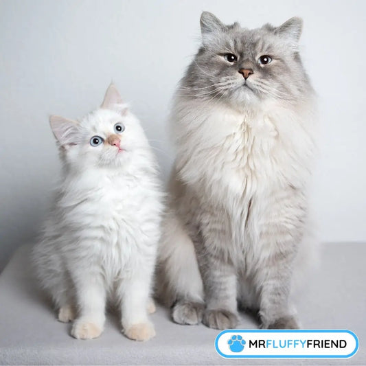 En kattunge og en katt sitter tett sammen – ser ut som den gamle begynner å akseptere den lille.