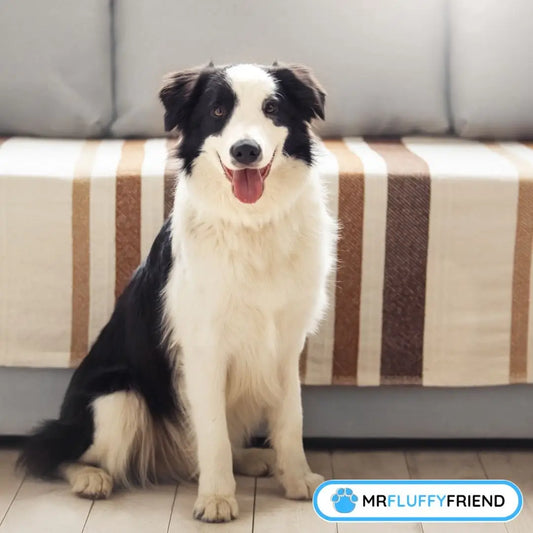 Svart og hvit Border Collie sitter ved siden av sofaen
