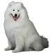  Dog Størrelse: 2XL