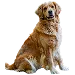  Dog Størrelse: 3XL