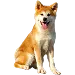  Dog Størrelse: 4XL