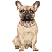  Dog Størrelse: L
