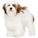  Dog Størrelse: M