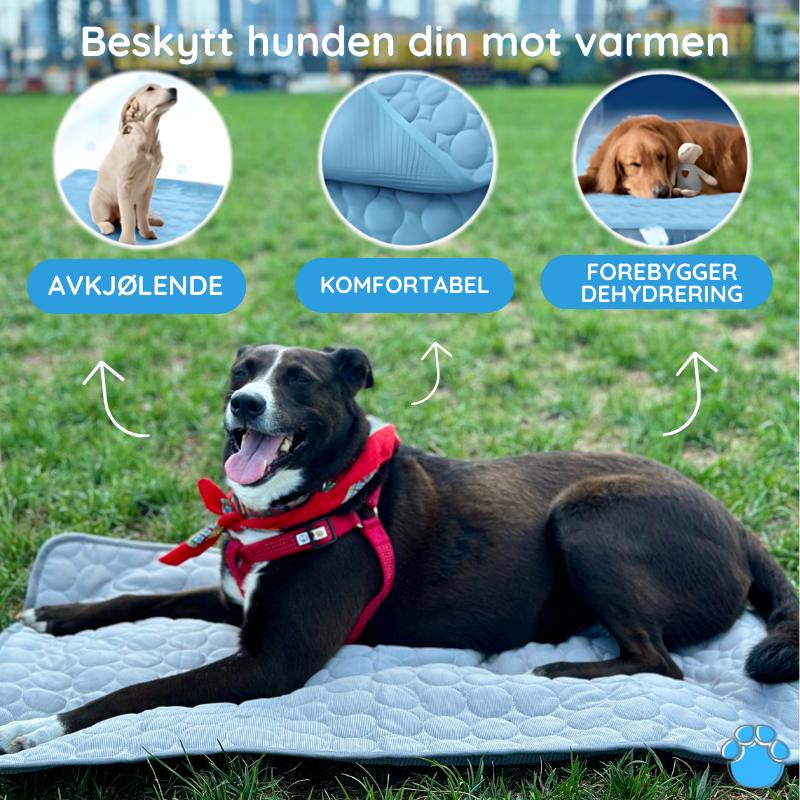 Den beste kjølematten for hunder - MrFluffyFriend™