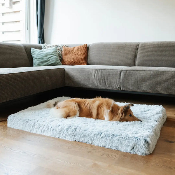 Får kjæledyret ditt den støtten det trenger?