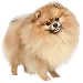  Dog Størrelse: S
