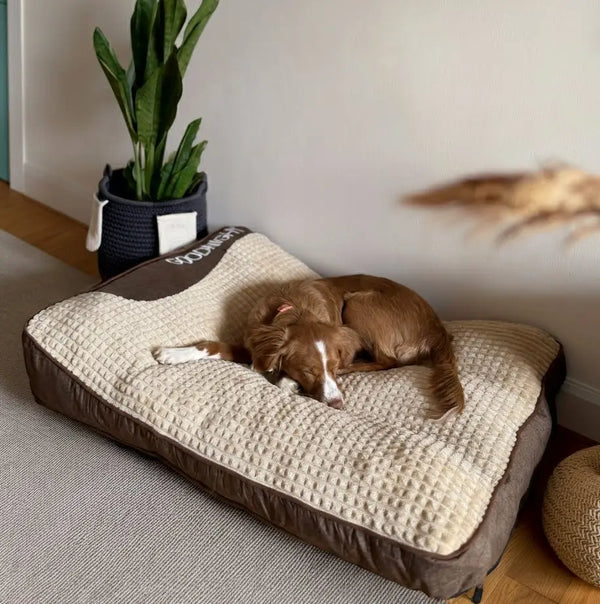 3 av 4 hunder sover feil