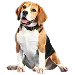  Dog Størrelse: XL