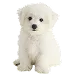  Dog Størrelse: XS